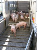 Ferkel verladen 1