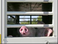 Tiertransporte 9