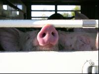 Tiertransporte 10