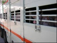 Tiertransporte 15
