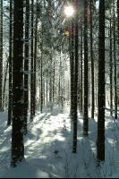 Wald verschneit 8