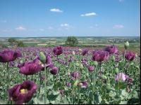 Mohn 