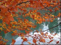 Herbstlaub 3