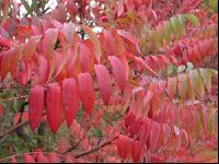 Herbstlaub 2