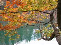 Herbstlaub 1
