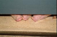 Schweine fressen 1