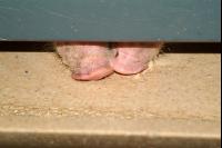 Schweine fressen 2