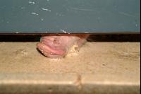 Schweine fressen 3