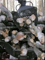 Holz laden 14
