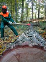 Holzfäller 