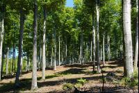 Buchenwald 10