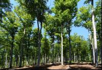 Buchenwald 9
