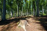 Buchenwald 8