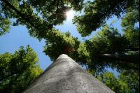Buchenwald 7
