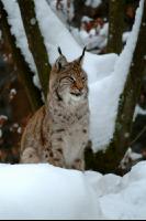 Luchs 1