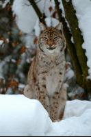 Luchs 2
