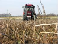 Mustard total herbicide 7