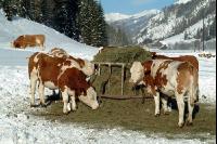 Fleckvieh Schnee 01