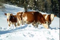 Fleckvieh Schnee 02