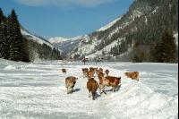 Fleckvieh Schnee 04