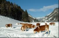 Fleckvieh Schnee 07