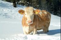 Fleckvieh Schnee 13