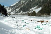 Fleckvieh Schnee 28