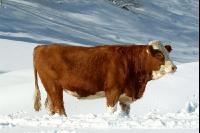 Fleckvieh Schnee 34
