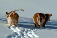 Fleckvieh Schnee 36