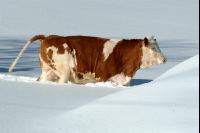 Fleckvieh Schnee 37