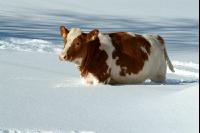 Fleckvieh Schnee 38