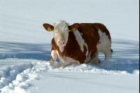 Fleckvieh Schnee 39