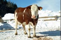 Fleckvieh Schnee 42