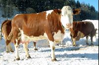 Fleckvieh Schnee 43