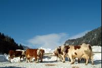 Fleckvieh Schnee 44