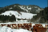 Fleckvieh Schnee 45