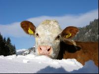 Fleckvieh Schnee 48