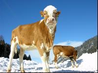 Fleckvieh Schnee 55