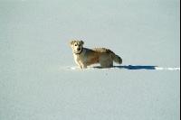 Hund im Schnee 1