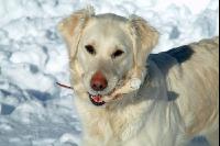 Hund im Schnee 2