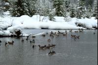 Ducks 2
