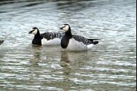 Ducks 4