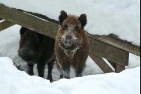 Wildschweine Schnee 1