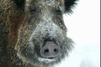 Wildschweine Schnee 2