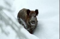 Wildschweine Schnee 3