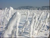 Senf Frost