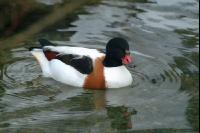 Ducks 3
