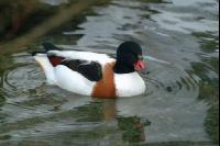 Enten 3