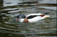 Ducks 5