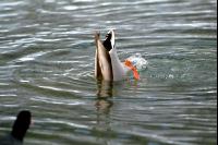 Ducks 10